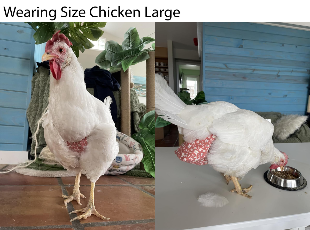 Chicken Diapers for Indoor Hens — Adjustable, Washable, Leakproof, 5 sizes (Diaperalls)
