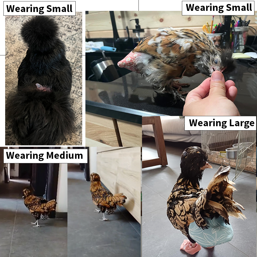 Chicken Diapers for Indoor Hens — Adjustable, Washable, Leakproof, 5 sizes (Diaperalls)