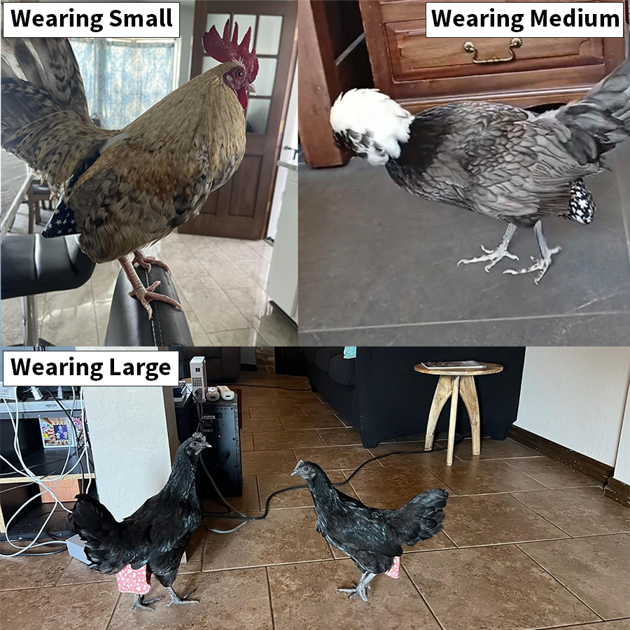 Chicken Diapers for Indoor Hens — Adjustable, Washable, Leakproof, 5 sizes (Diaperalls)
