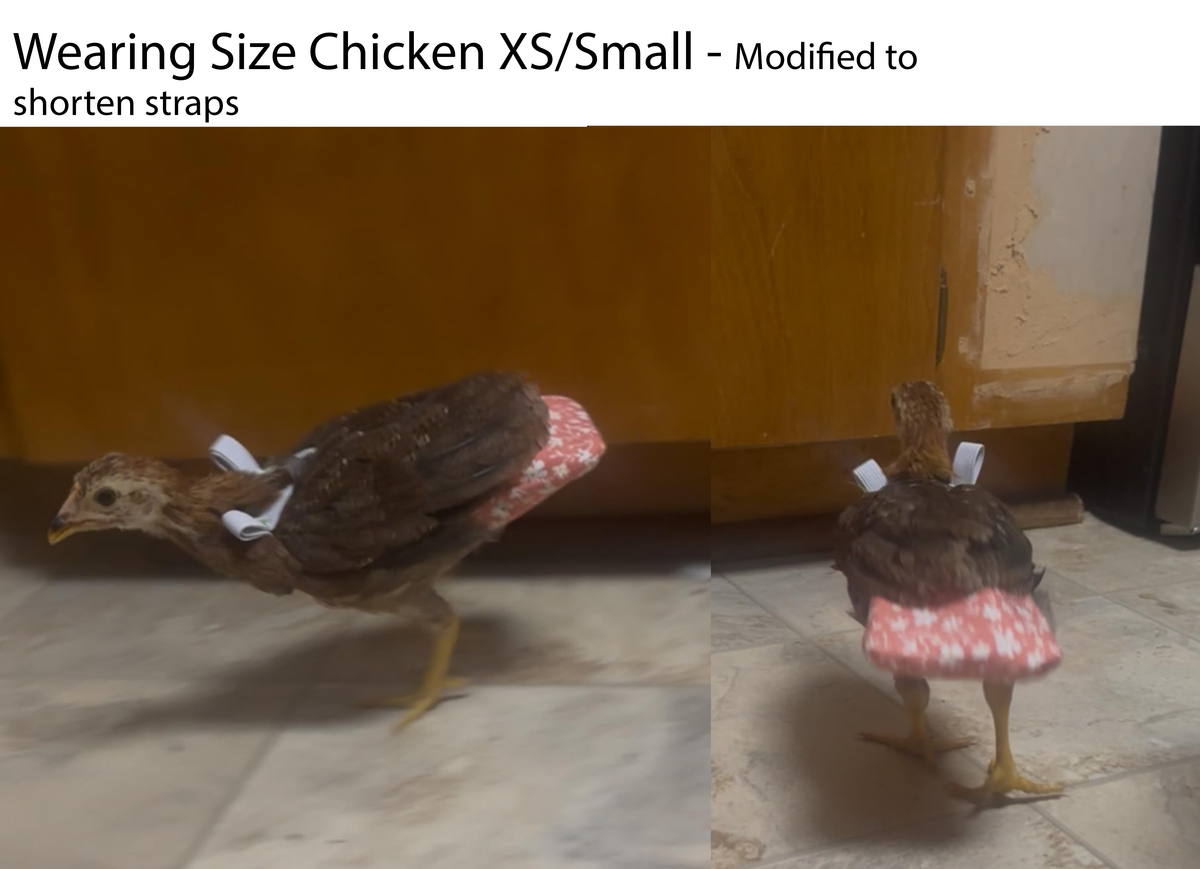 Chicken Diapers for Indoor Hens — Adjustable, Washable, Leakproof, 5 sizes (Diaperalls)