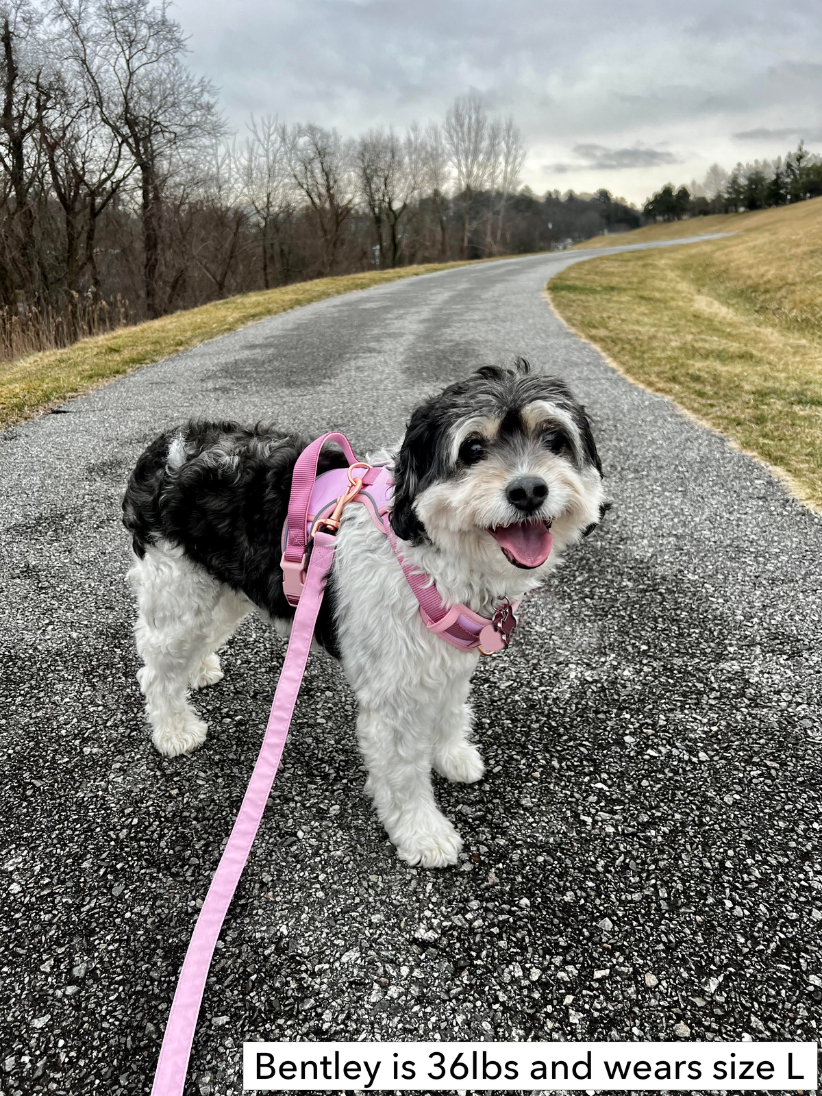 Pink & Rose Gold Dog Harness and Leash Set